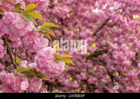 Fleur de cerisier dans le jardin. beau printemps nature fond. close up de brindilles d'arbres de sakura en fleurs. Combinaison de couleurs fantastiques de rose Banque D'Images