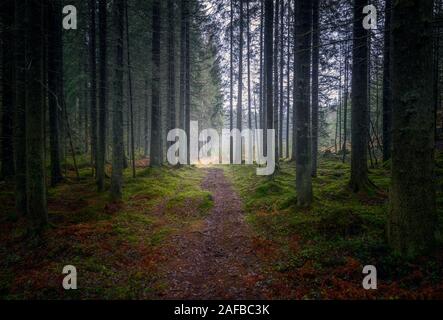 Sentier de forêt sombre et lugubre avec de beaux vieux arbres et misty humeur au jour d'automne en Finlande Banque D'Images
