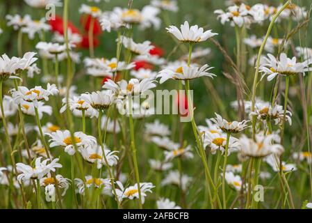 L'été de Suffolk - coquelicots et marguerites oxeye Banque D'Images