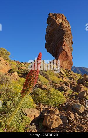 Roques de Garcia , Pico del Teide, Las Canadas, bei Sonnenaufgang, Rot blühender Wildprets Natternkopf (Echium wildpretii), UNESCO, Teide-Nationalpark Banque D'Images