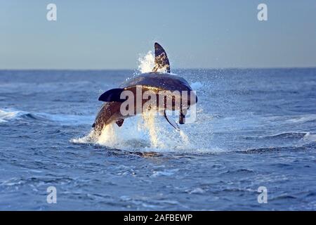 Der Weisse Hai (Carcharodon carcharias), nach Beute jagend, Seal Island, False Bay, Simons Town, Cape Town, Western Cape, Cap Ouest, Suedafrika, Afri Banque D'Images