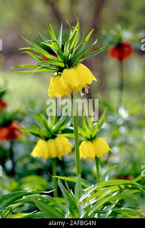 Kaiserkrone ,Fritillaria imperialis Banque D'Images