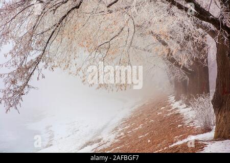 La plus longue allée de tilleul en hiver. magnifique cadre des talus couverts de neige et brown feuilles tombées. charmant paysage brumeux dans l'morni Banque D'Images