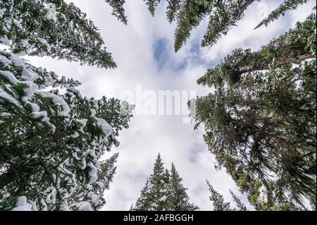 Low angle view, la neige sur les pins avec cloud dans ciel bleu en hiver Banque D'Images
