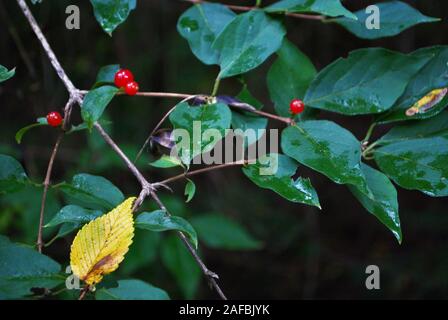 Baies rouge vif sur un buisson dans l'hiver Banque D'Images