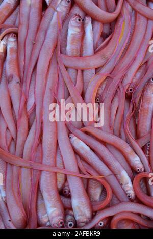 Poisson fraîchement pêché à vendre, près de Sqala du Port, dans la charmante ville d'Essaouira sur la côte Atlantique Sud, Maroc, Afrique du Nord. Banque D'Images