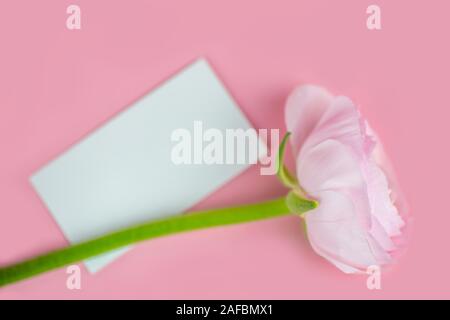 Rose délicate rose sur un fond rose. soft focus. carte papier Vue de dessus. Banque D'Images