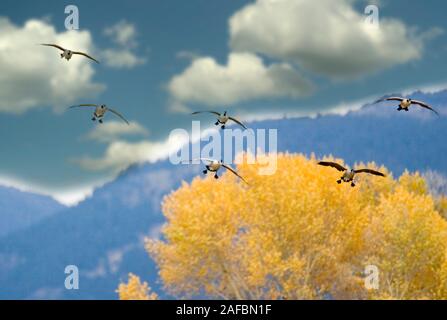 L'atterrissage des oies avec couleurs d'automne. Montana Banque D'Images