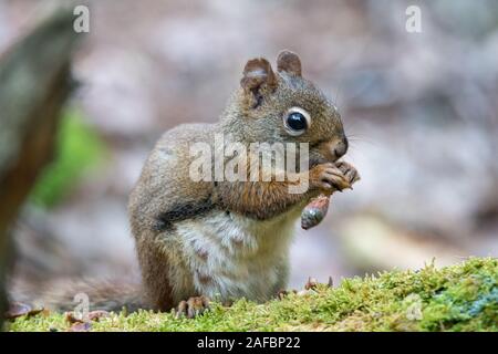 Écureuil roux (Tamiasciurus hudsonicus), se nourrissant d'un cône de pin Banque D'Images