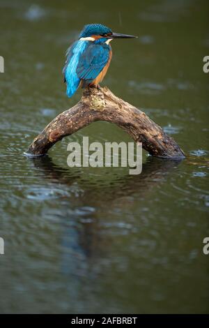 Kingfisher (Alcedo atthis) perché sur une branche dans la pluie Banque D'Images