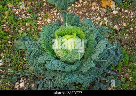 La culture du chou dans le jardin Banque D'Images