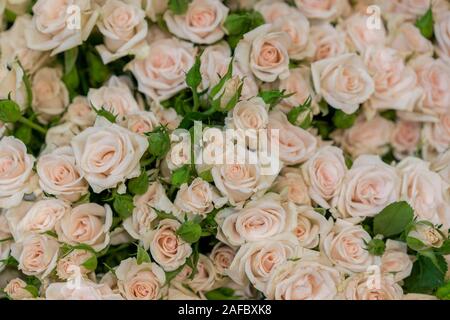 Roses Beige background. Roses blanc transparent horizontal modèle. Arrangement de roses blanches. Un énorme bouquet de roses beige. Banque D'Images