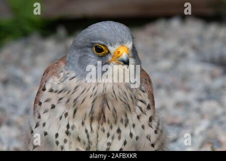 Portrait d'un faucon crécerelle (Falco tinnunculus) Banque D'Images