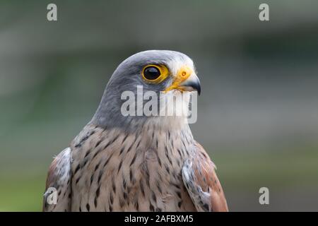 Portrait d'un faucon crécerelle (Falco tinnunculus) Banque D'Images