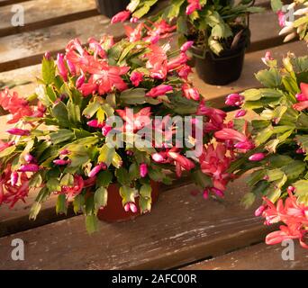 Beautififul cactus de Noël sur la table en bois en fleurs, à temps pour les fêtes. Banque D'Images