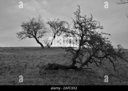 Les arbres tordus par sur un horizon irlandais d'hiver en noir et blanc Banque D'Images