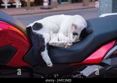 L'un des nombreux chats de rue dans le quartier de Cihangir de Beyoglu, Istanbul, Turquie Banque D'Images