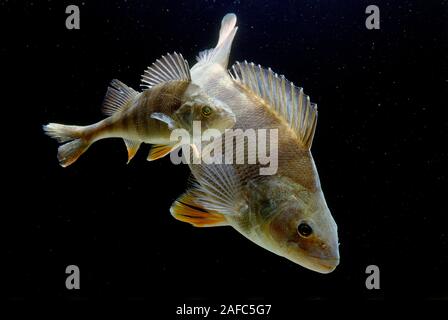 European perches (Perca fluviatilis), France Banque D'Images