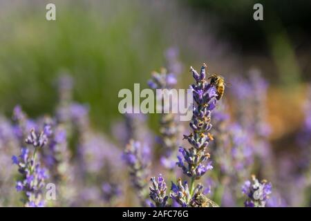 La collecte du pollen d'abeilles à partir de la lavande et des fleurs de lavande Banque D'Images