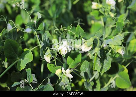 Différentes fleurs de pois dans le jardin au printemps Banque D'Images