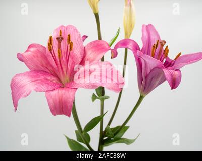 Belle fleur lilium rose sur fond blanc Banque D'Images