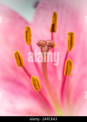 Belle fleur rose lilium close up on white background Banque D'Images