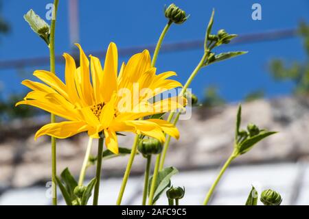 Près de Jérusalem-Artichaut (Helianthus tuberosus) fleur. Banque D'Images