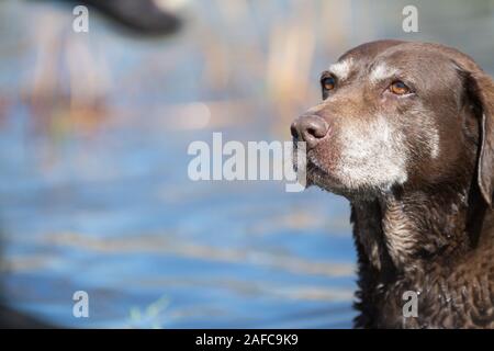 Vieux chien labrador chocolat assis dans l'eau de bassin Banque D'Images