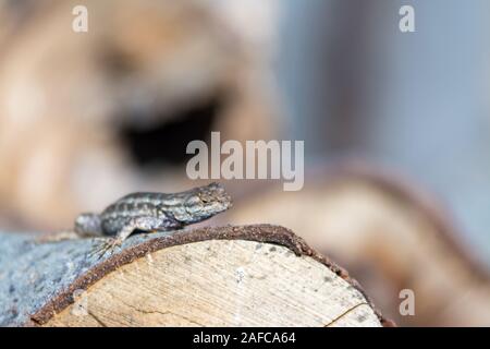 Ventre Bleu Lézard clôture on log Banque D'Images