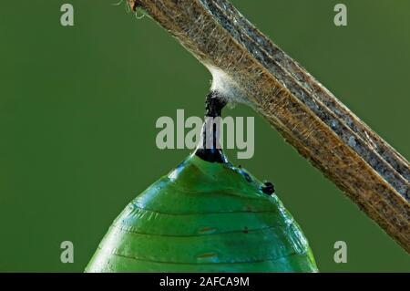 Close-up de monarch chrysalis Banque D'Images