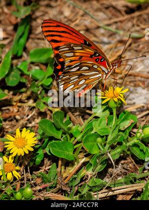 Un papillon frillaire du golfe (Agraulis vanillae) se nourrit de fleurs jaunes dans le parc national de la péninsule St. Joseph, à Port St. Joe, en Floride. Banque D'Images