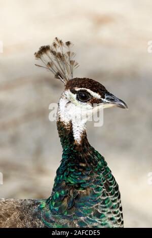 Portrait d'une femme, un Peahen paons indiens, Pavo cristatus. Popcorn Park Zoo, Forked River, New Jersey, USA Banque D'Images