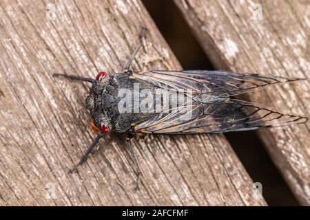 Les yeux rouges sur Cicada decking en bois à Hughes, ACT, Australie sur un matin d'été en décembre 2019 Banque D'Images