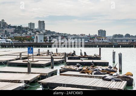 Groupe d'Otarie de Californie ou se détendre, bronzer et joints d'aboyer sur un quai de la Fisherman's Wharf Pier 39 de San Francisco, Californie, Uni Banque D'Images