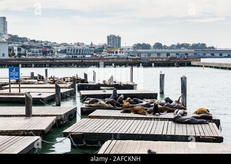 Groupe d'Otarie de Californie ou se détendre, bronzer et joints d'aboyer sur un quai de la Fisherman's Wharf Pier 39 de San Francisco, Californie, Uni Banque D'Images