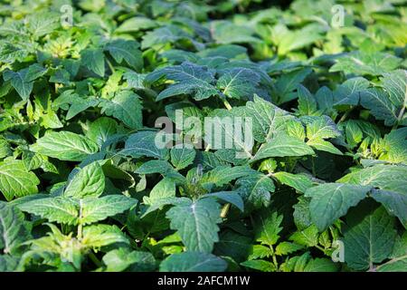 Vue de dessus les plantes de semis de tomates Banque D'Images