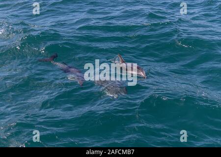 Dusky dolphin, Marlborough Sounds, Nouvelle-Zélande Banque D'Images