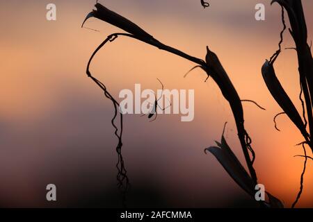 Lever du soleil sur un conte pittoresque misty meadow en soirée d.un jardin commun pendaison araignée du toit d'une maison verte au coucher du soleil. Détails de th Banque D'Images