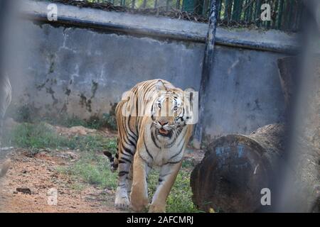 Great tiger mâle dans la nature de l'habitat. Tiger à pied au cours de la lumière d'or du temps. Scène de la faune avec des animaux dangereux. L'été chaud de l'Inde. Tiger d'avant Banque D'Images