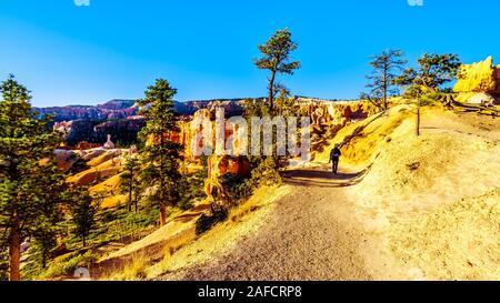 Lever du soleil sur les cheminées de couleur vermillon le long du sentier Navajo à Bryce Canyon National Park, Utah, United States Banque D'Images