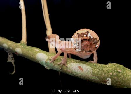 Cat Cat, Gecko gecko aux yeux bleus, Cat Tail Gecko Banque D'Images