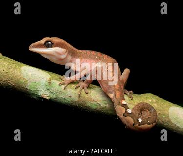 Cat Cat, Gecko gecko aux yeux bleus, Cat Tail Gecko Banque D'Images