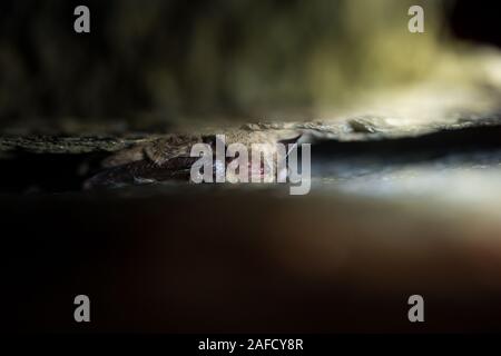 Daubenton's bat dans une grotte dans l'hibernation Banque D'Images