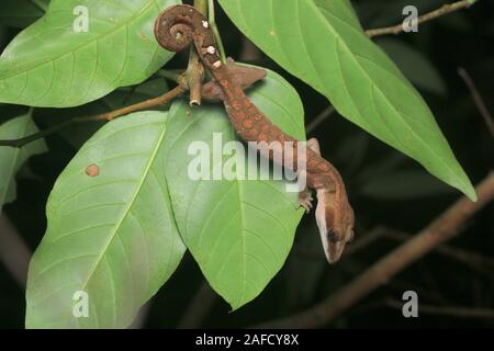 Cat Cat, Gecko gecko aux yeux bleus, Cat Tail Gecko Banque D'Images