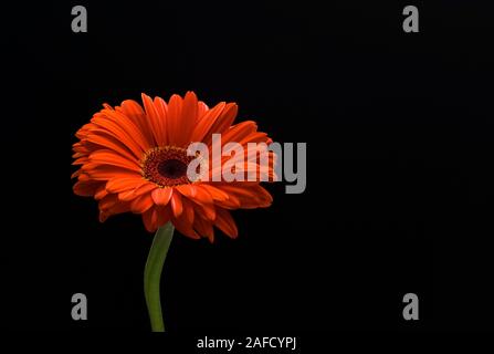 Gerbera à tige unique orange, genre jamesonii, tige verte, fleur simple Banque D'Images