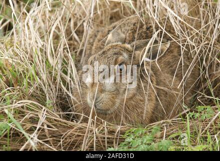 Un lièvre Brun, Lepus europaeus, à l'abri dans un formulaire, qui est une des dépressions peu profondes dans la terre ou l'herbe. Lièvre brun ne pas creuser des terriers. Banque D'Images