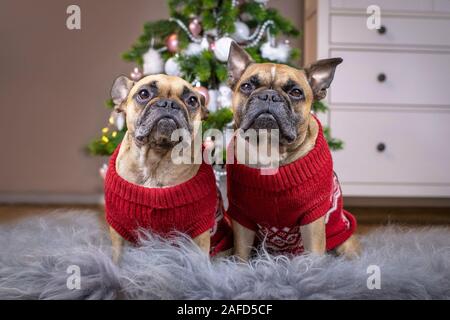 Paire de chiens Bouledogue Français portant des étoffes rouge correspondant chandail de Noël assis sur une couverture de fourrure en face de rose et de blanc decorated Christmas Tree Banque D'Images