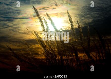 Chaton fleurs, herbe Kans (S. spontaneum) ou Kashful (en bengali) avec une belle lumière à Moody, Chandpur, Bangladesh. Banque D'Images