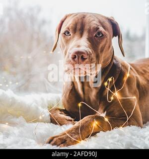 Jeune, charmant chiot et décorations. Gros plan Banque D'Images