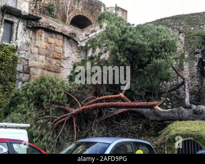 Rome, Italie. 14 Décembre, 2019. Les arbres tombés à Rome et sur la côte des rafales de vent atteignant 100 km/h. À partir de début de l'après-midi du 13 décembre à Rome il y a eu plus de 360 interventions des pompiers et de la police locale. Après l'alerte lancée par l'Proteation civile, le maire de Rome avait décidé de fermer les écoles (y compris les parcs et les cimetières) (Photo par Patrizia Cortellessa/Pacific Press) Credit : Pacific Press Agency/Alamy Live News Banque D'Images